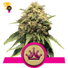 Special Queen 1 - Royal Queen Seeds